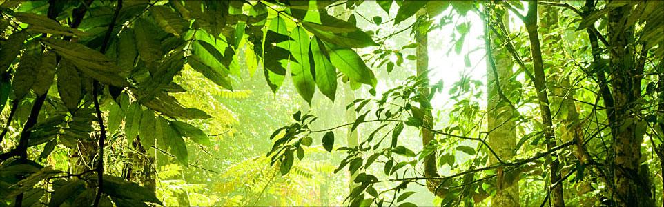 Lomiko Banner Image