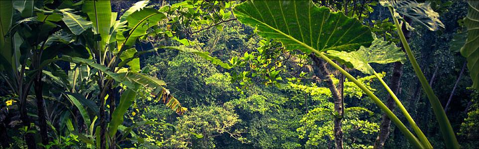 Lomiko Banner Image