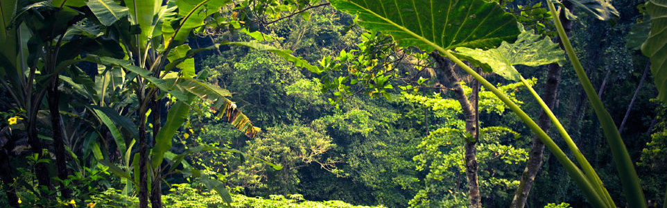 Lomiko Banner Image